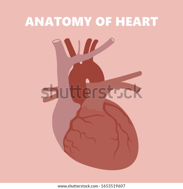 medical illustration of heart anatomy isolated\
on pink background for cardiology education and heart surgery\
hospital presentation\
diagram.