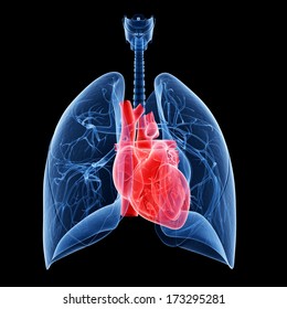 Medical Illustration Of The Heart And Lung