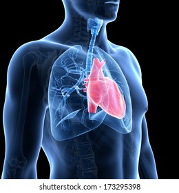 Medical Illustration Of The Heart And Lung