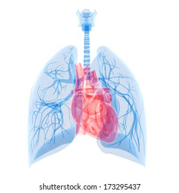 Medical Illustration Of The Heart And Lung