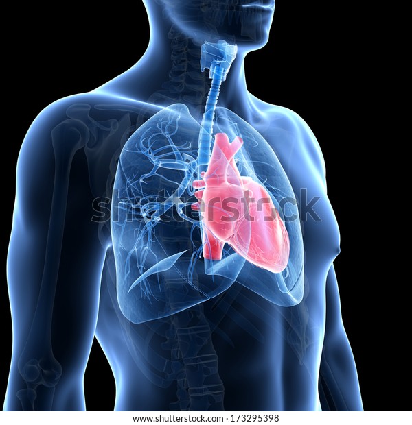 心臓と肺の医学的なイラスト のイラスト素材