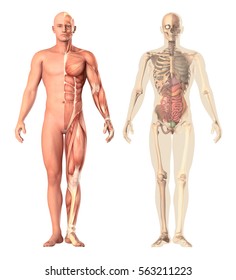 Medical illustration of a human anatomy transparency, view. The skeleton, muscles, internal organs showing separate parts isolated on white background. 3d render for science