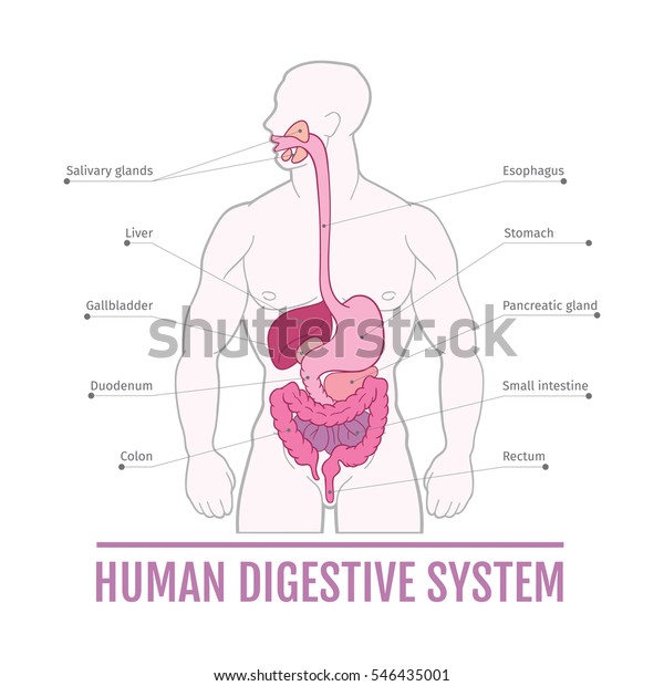 Medical Illustration Human Digestive System Scheme Stock Illustration ...