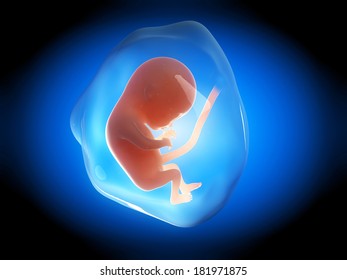 medical illustration of a human fetus month 4