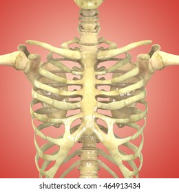 Female Body Organs Mammary Glands Skeleton Stock Illustration 410226706