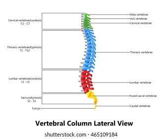 Medical Illustration of Human Skeleton Spinal cord Anatomy with Detailed Labels. 3D