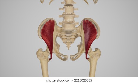 Medical Illustration Of Iliacus Muscle.3d Rendering