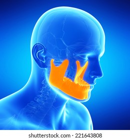  Medical Illustration Of The Jaw Bone