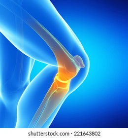  Medical Illustration Of The Knee Joint