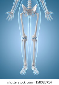 Medical Illustration Of The Leg Bones