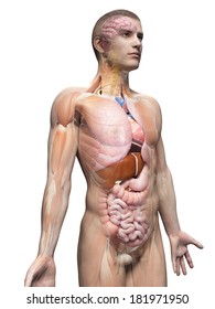 Medical Illustration Of The Male Anatomy