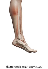 medical illustration of the male leg muscles