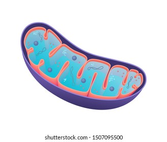Medical Illustration of Mitochondria. Cross-section view. 