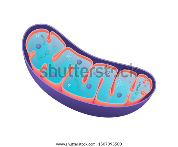 Medical Illustration Mitochondria Crosssection View Stock Illustration ...