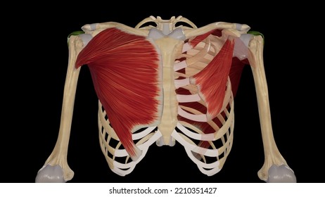 Medical Illustration Of Pectoral Muscles.3d Rendering