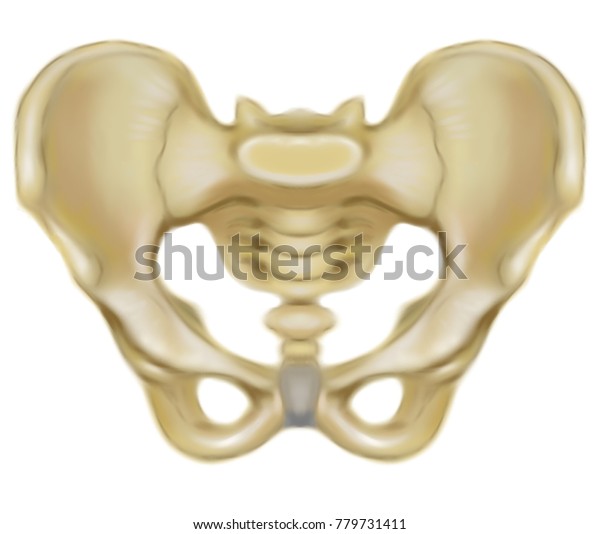 Medical Illustration Pelvic Bones Anatomy Stock Illustration 779731411 ...