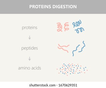 Medical Illustration Of Protein Digestion With Enzymes Proteases And Peptidases That Breaks The Protein Into Peptide Then Amino Acids.
Process Of Proteins Break Down To Peptide Chains And Amino Acid.