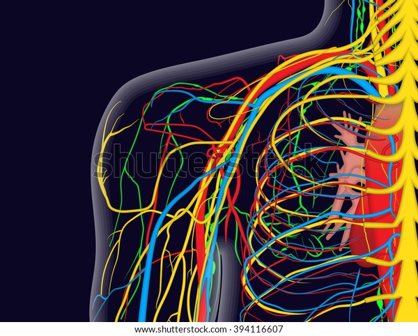 Medical Illustration Shoulder Anatomy Nerves Veins Stock Illustration ...