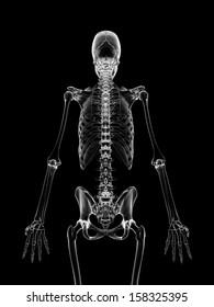 Medical Illustration Skeletal Back Stock Illustration 158325395 ...