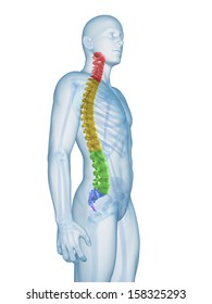 medical illustration of the spine sections