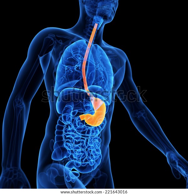 Medical Illustration Stomach Stock Illustration 221643016