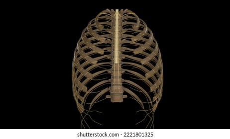 Medical Illustration Of Thoracic Spinal Nerves.3d Rendering