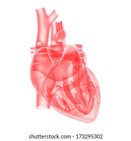 Medical Illustration - Transparent Human Heart