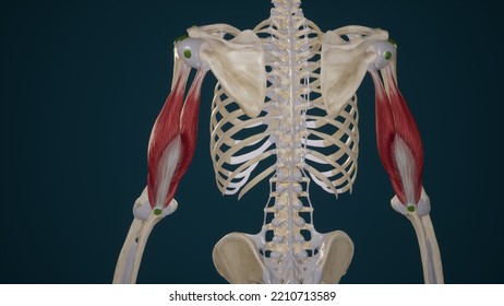 Medical Illustration Of Triceps Brachii Muscle.3d Rendering