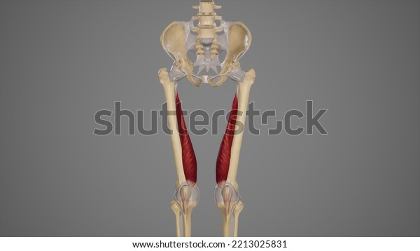 Medical Illustration Vastus Medialis Muscle3d Rendering Stock ...