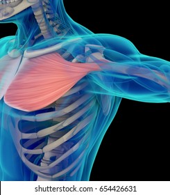 1,280 Pectoralis major Images, Stock Photos & Vectors | Shutterstock