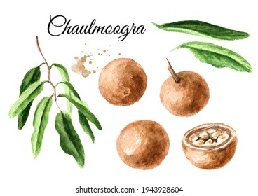 Medical plant Hydnocarpus anthelminthicus or Chaulmoogra set, Watercolor hand drawn illustration isolated on white background