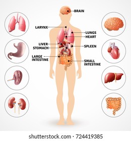 Medical poster depicting human anatomy internal organs on light background flat  illustration 