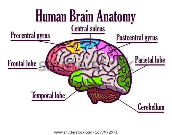 Medical Poster Human Brain Construction Human Stock Illustration ...
