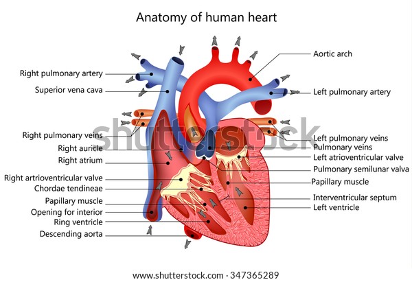 心臓解剖学の医療構造 イラトス のイラスト素材