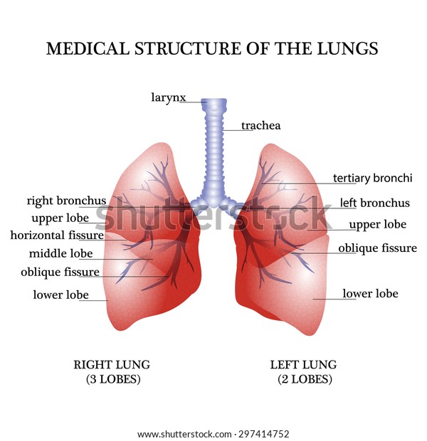 Medical Structure Lungs Stock Illustration 297414752