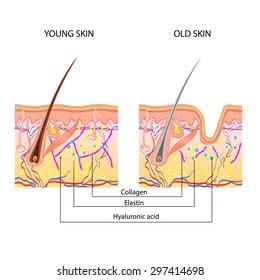 Medical Structure Skin Young Old Skin Stock Illustration 297414698 ...