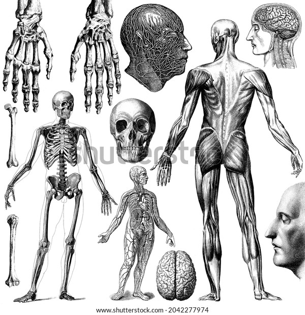 Medical - Victorian Anatomical Illustrations -\
on a white background for cut\
out.