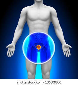 Medical X-Ray Scan - Bladder