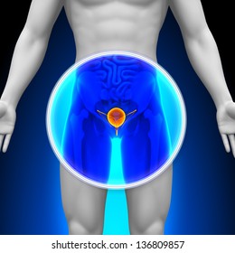 Medical X-Ray Scan - Bladder