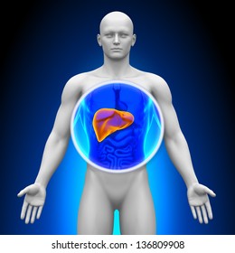 Medical X-Ray Scan - Liver Anatomy