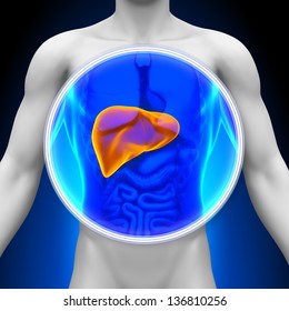 Medical X-ray Scan - Liver Anatomy