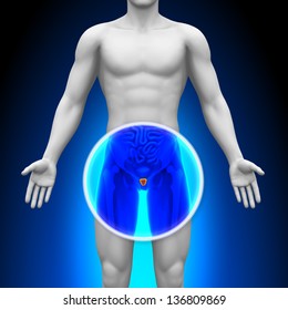 Medical X-Ray Scan - Prostate