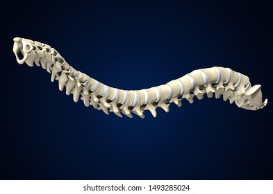 Medically 3D illustration showing human spine or vertebral column with intervertebral disks