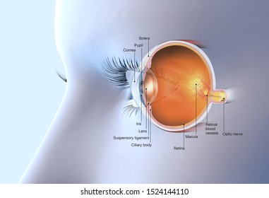medically 3D illustration showing human eye with artificial lens, pupil, iris, anterior chamber, posterior chamber, ciliary body, eye ball, muscles, macula, vitreous body and optic nerve