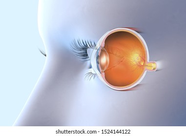 medically 3D illustration showing human eye with pupil, iris, anterior chamber, posterior chamber, ciliary body, eye ball, muscles, macula, vitreous body and optic nerve