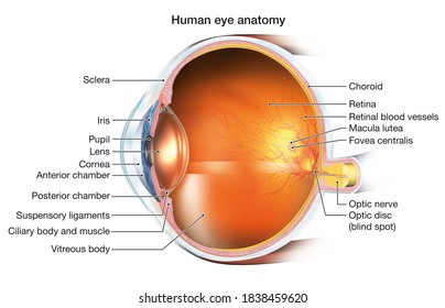 Medically 3D illustration showing human eye with intraocular lens (IOL), retina, pupil, iris, anterior chamber, posterior chamber, ciliary body, eye ball, blood vessels, macula, nerve