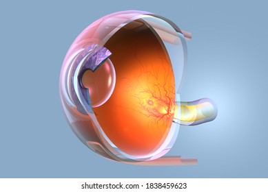 Medically 3D illustration showing human eye with retina, pupil, iris, anterior chamber, posterior chamber, ciliary body, eye ball, blood vessels, macula, optic nerve, and vitreous body