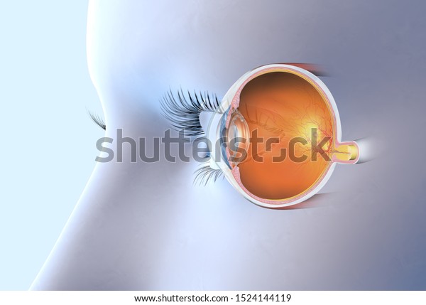 medically\
3D illustration showing human eye with artificial lens, pupil,\
iris, anterior chamber, posterior chamber, ciliary body, eye ball,\
muscles, macula, vitreous body and optic\
nerve