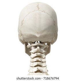 medically accurate 3d rendering of the cervical spine and skull