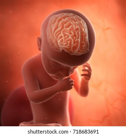 Medically Accurate 3d Rendering Of A Fetus Brain